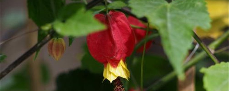 蔓性风铃花好养吗 蔓性风铃花好养吗