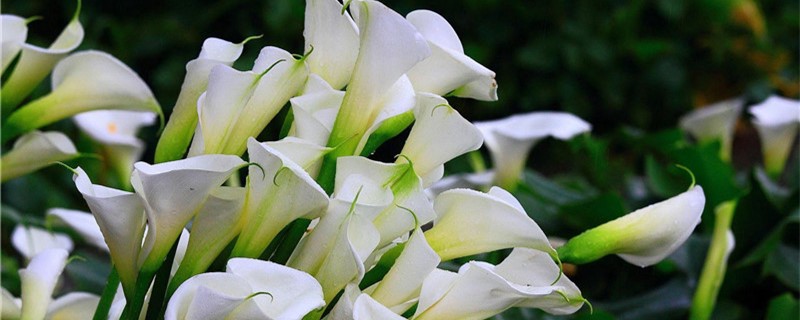 海芋花怎么养 海芋花怎么养