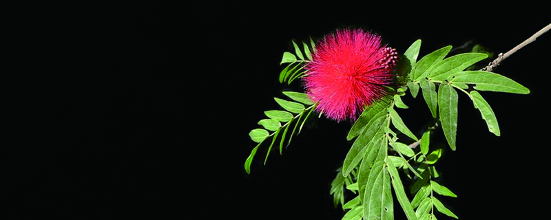 朱缨花怎么养才开花 朱缨花怎么养才开花