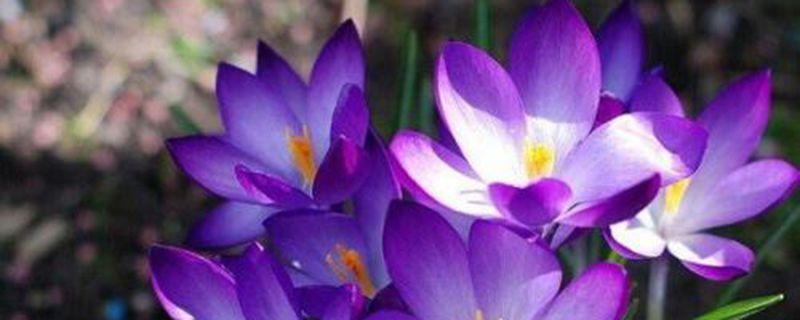番红花好养吗 番红花好养吗