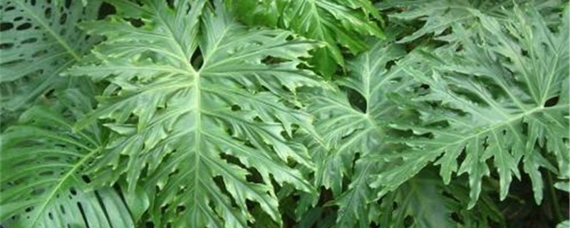 春芋怎么养