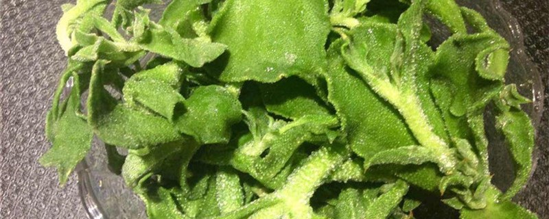 非洲冰草好养吗 非洲冰草好养吗