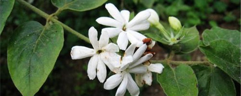 毛茉莉怎么养开花 毛茉莉怎么养开花