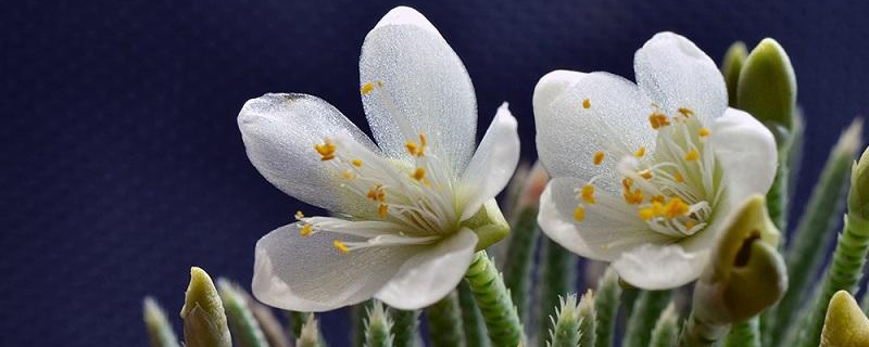 白花韧锦如何管理 白花韧锦如何管理