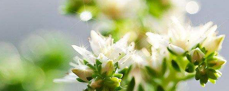 白花小松是什么 白花小松是什么