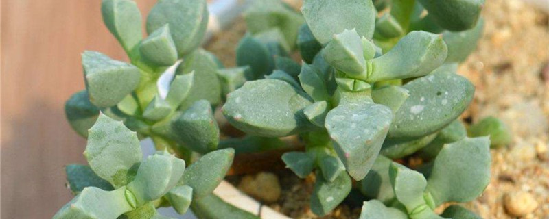 白凤菊怎么养 白凤菊怎么养