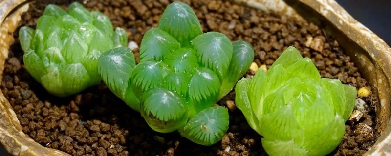 草玉露如何管理 草玉露如何管理