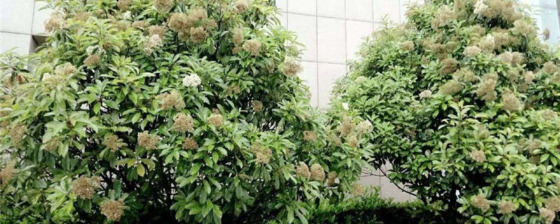 石楠花如何管理 石楠花如何管理