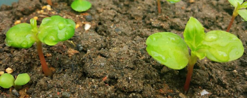 凤仙花种子在第几天破土而出 凤仙花种子在第几天破土而出