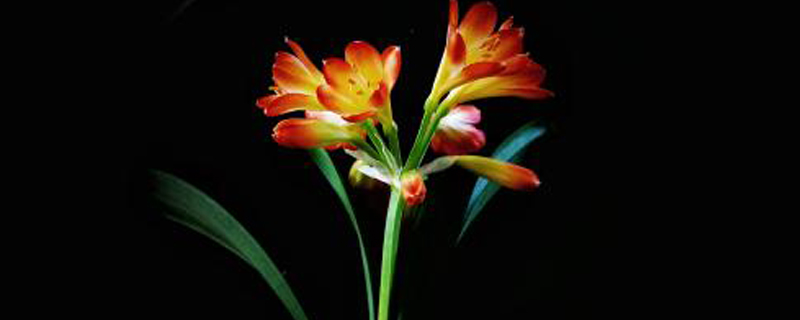 君子兰开花能浇水吗 君子兰开花能浇水吗