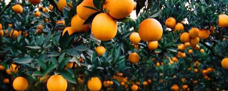 橘子种植方法 橘子种植方法