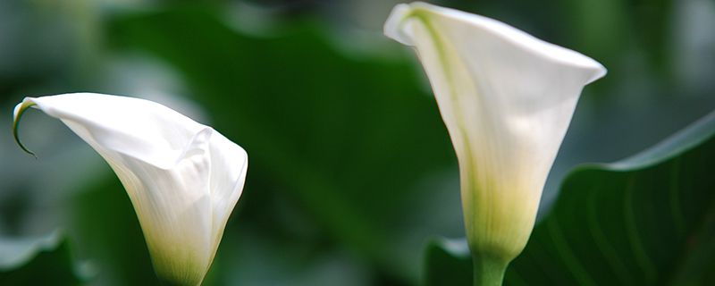 马蹄莲花的寓意 马蹄莲花的寓意