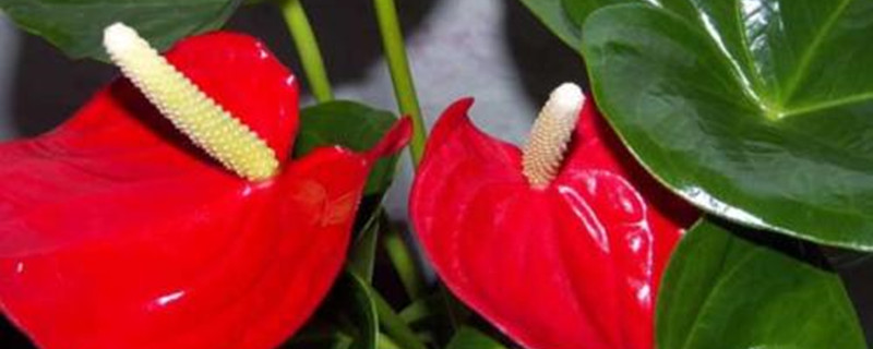 花烛叶子焦怎么办 花烛叶子焦怎么办