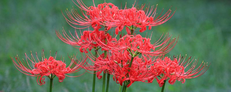 红色彼岸花花语 红色彼岸花花语