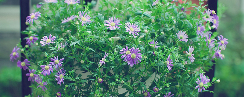 姬小菊花语 姬小菊花语