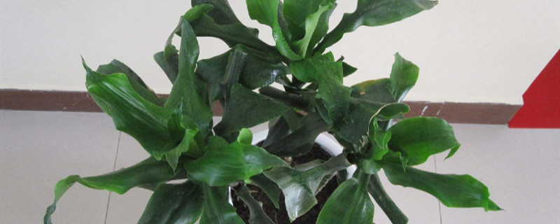 螺纹铁去头留茎能活吗 螺纹铁去头留茎能活吗