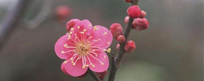 扦插的梅花几年开花