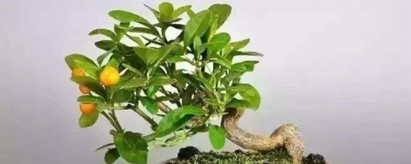 金豆是什么植物 金豆是什么植物
