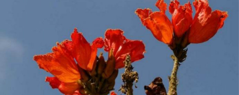 火焰花的花语 火焰花的花语