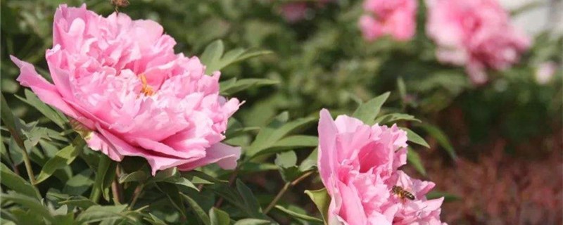 哪种花适合黄豆肥 哪种花适合黄豆肥