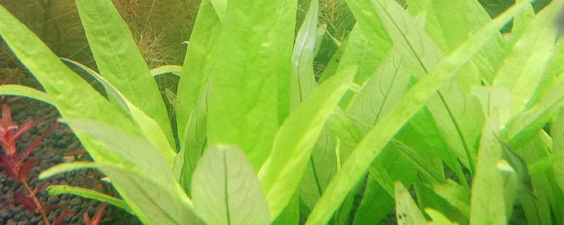 大对叶水草种植教程 大对叶水草种植教程