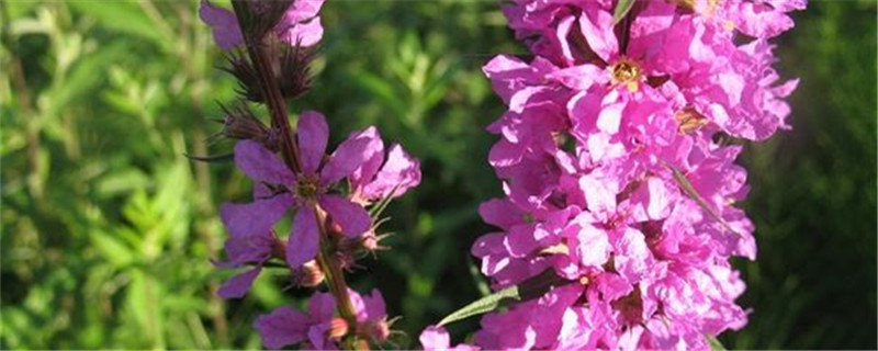 花语是孤独的花叫什么 花语是孤独的花叫什么
