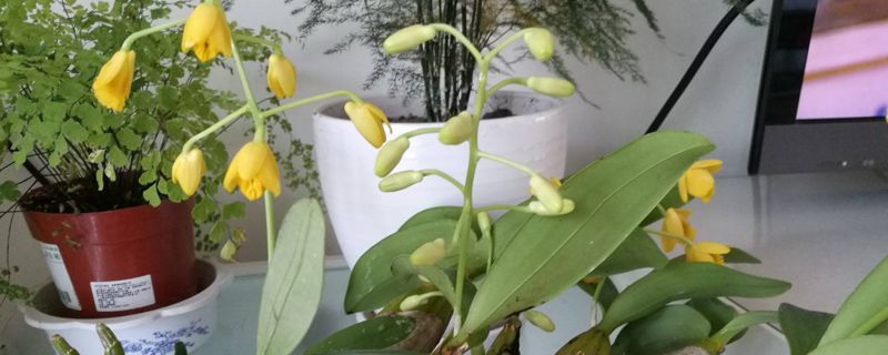 石斛花可以吃下去吗 石斛花可以吃下去吗