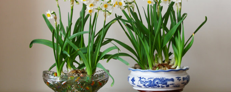 水仙花盆还能养什么花 水仙花盆还能养什么花