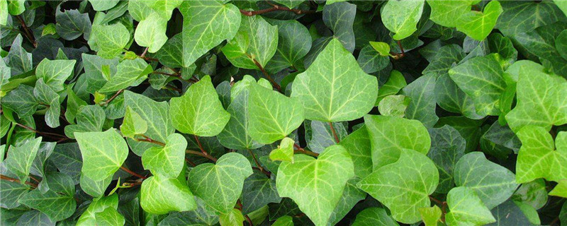 什么藤蔓植物四季常青 什么藤蔓植物四季常青