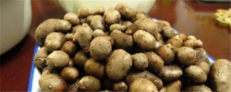 山药豆发芽了怎么盆栽 山药豆发芽了怎么盆栽