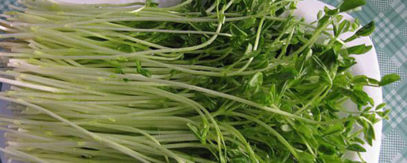 松柳菜是什么菜 松柳菜是什么菜