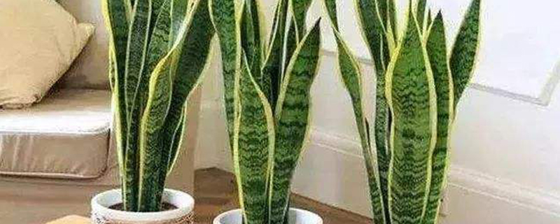 虎皮兰种植过程 虎皮兰种植过程