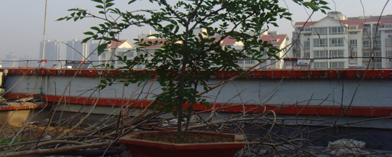 花椒树可以盆栽吗 花椒树可以盆栽吗