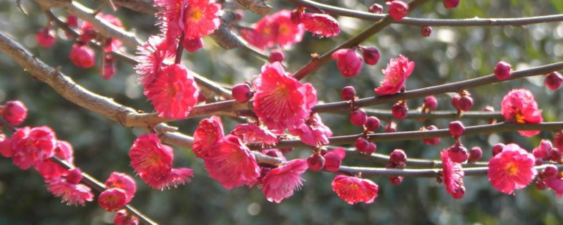 梅花什么时候种 梅花什么时候种