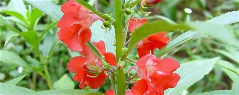 种植凤仙花需要选择什么样的土壤 种植凤仙花需要选择什么样的土壤