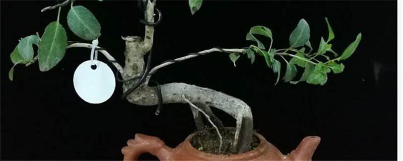 棠梨下山桩怎样种植