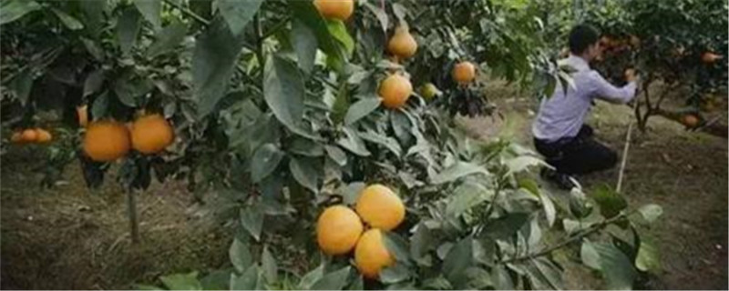很小的柚子叫什么名字 很小的柚子叫什么名字