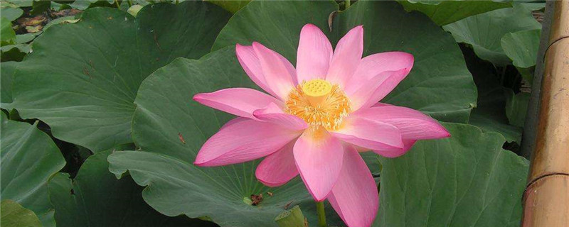 荷花在什么季节开放 荷花在什么季节开放