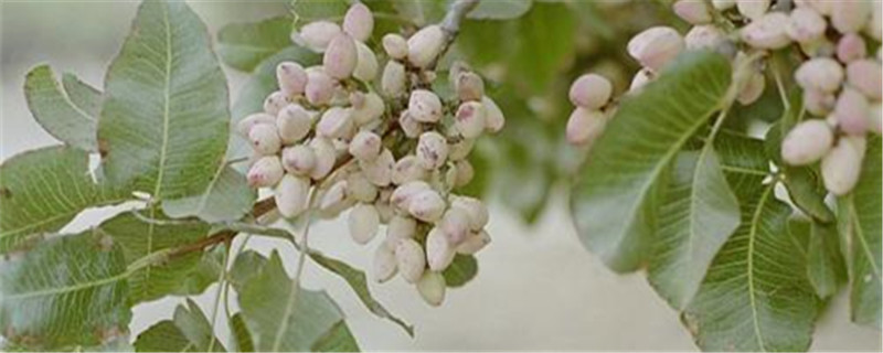 开心果的树是什么样的 开心果的树是什么样的