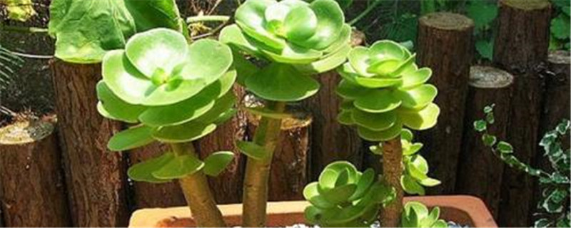 开小红花的植物名字叫什么 开小红花的植物名字叫什么