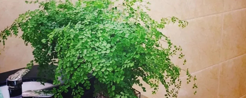 室内不需要阳光的植物 室内不需要阳光的植物