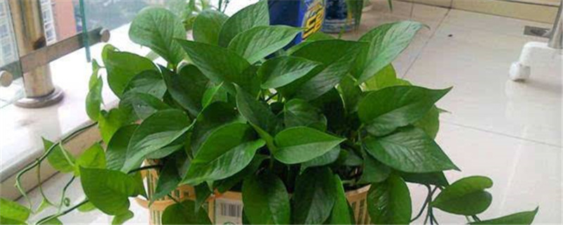 家里养什么绿植比较好 家里养什么绿植比较好