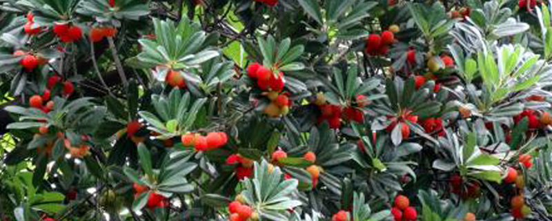 杨梅季节是什么时候 杨梅季节是什么时候