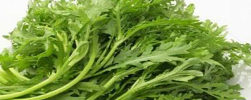 篓蒿是什么样的植物 篓蒿是什么样的植物