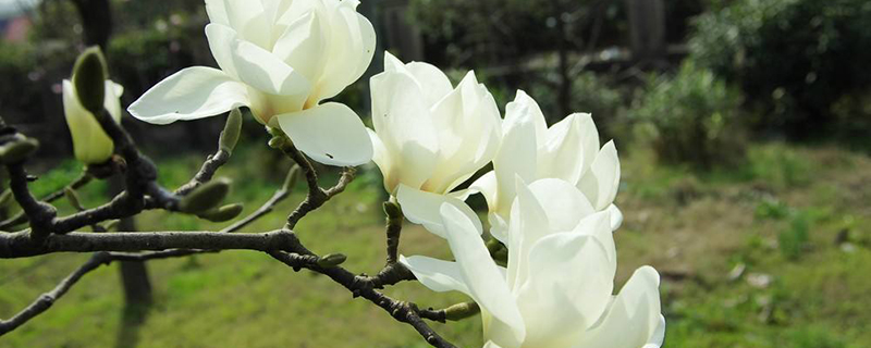 白玉兰是花还是树 白玉兰是花还是树