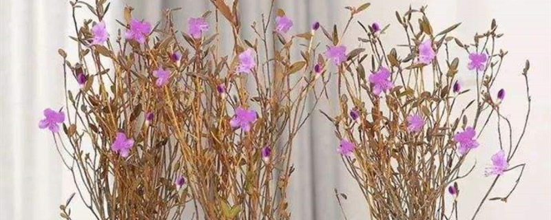 枯枝杜鹃养多久能开花 枯枝杜鹃养多久能开花