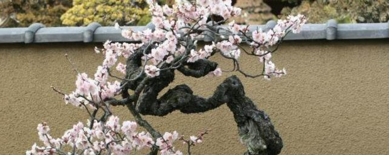 梅花树的作用 梅花树的作用