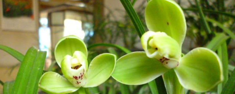 梅瓣兰花特征 梅瓣兰花特征