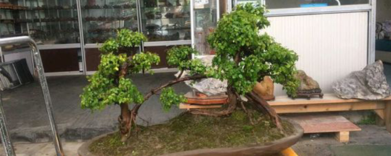 雀梅挖釆季节 雀梅挖釆季节