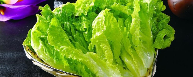 二月份播种什么蔬菜 二月份播种什么蔬菜